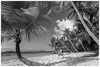 Palm trees on Salomon Beach. Virgin Islands National Park ( black and white)