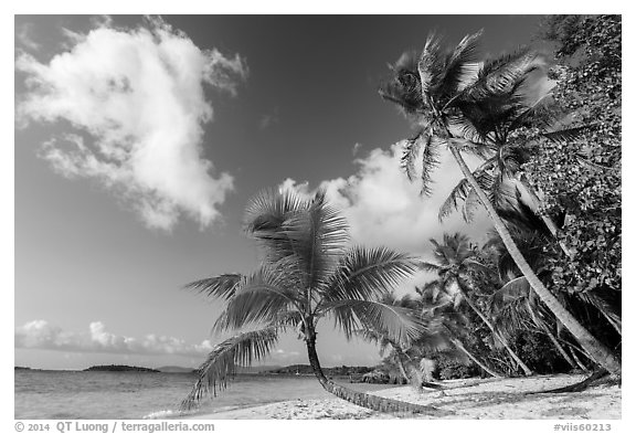 Salomon Beach. Virgin Islands National Park (black and white)