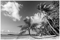 Salomon Beach. Virgin Islands National Park ( black and white)