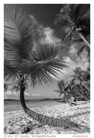 Tropical beach with palm trees, Salomon Bay. Virgin Islands National Park (black and white)