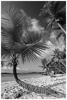 Tropical beach with palm trees, Salomon Bay. Virgin Islands National Park ( black and white)
