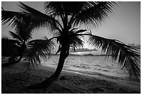 Palm tree and sunset, Salomon Beach. Virgin Islands National Park ( black and white)
