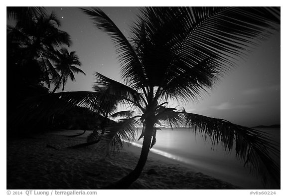 Palm tree and lights of St Thomas, Salomon Beach. Virgin Islands National Park (black and white)
