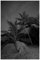 Palm trees and starry sky, Salomon Beach. Virgin Islands National Park ( black and white)