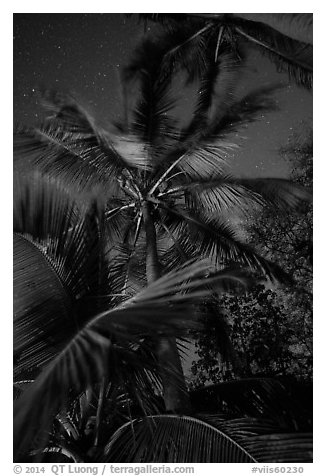 Coconut trees at night, Salomon Beach. Virgin Islands National Park (black and white)