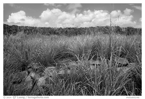 Shipleys Battery wall, Hassel Island. Virgin Islands National Park (black and white)