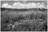 Shipleys Battery wall, Hassel Island. Virgin Islands National Park ( black and white)