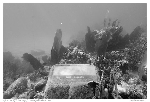 Soft coral, Trunk Bay underwater trail interpretive sign. Virgin Islands National Park (black and white)
