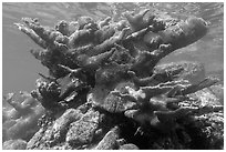 Elkhorn coral, Trunk Bay. Virgin Islands National Park ( black and white)
