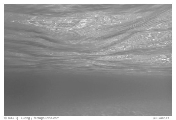 Underwater picture of water surface reflection. Virgin Islands National Park (black and white)