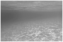 Sand and tropical water reflected under the surface. Virgin Islands National Park ( black and white)
