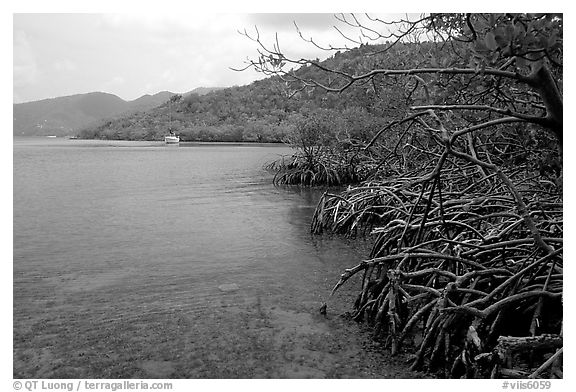 Mangrove shore, Round Bay. Virgin Islands National Park (black and white)