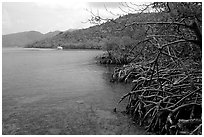 Mangrove shore, Round Bay. Virgin Islands National Park, US Virgin Islands. (black and white)