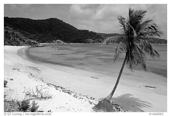 Beach and palm tree in Hurricane Hole Bay. Virgin Islands National Park (black and white)