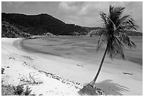 Beach and palm tree in Hurricane Hole Bay. Virgin Islands National Park ( black and white)