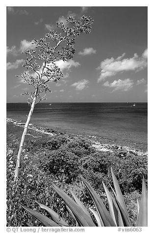 Agave and tall flower on Ram Head. Virgin Islands National Park (black and white)