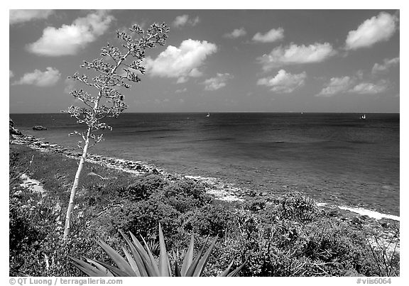 Centenial flower and ocean on Ram Head. Virgin Islands National Park (black and white)