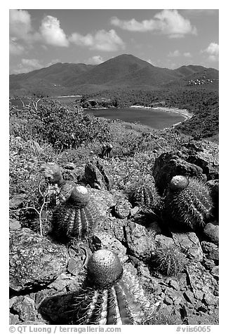 Cactus on Ram Head. Virgin Islands National Park (black and white)