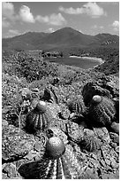 Cactus on Ram Head. Virgin Islands National Park, US Virgin Islands. (black and white)