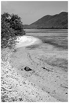 Sandy shoreline, Leinster Bay. Virgin Islands National Park ( black and white)