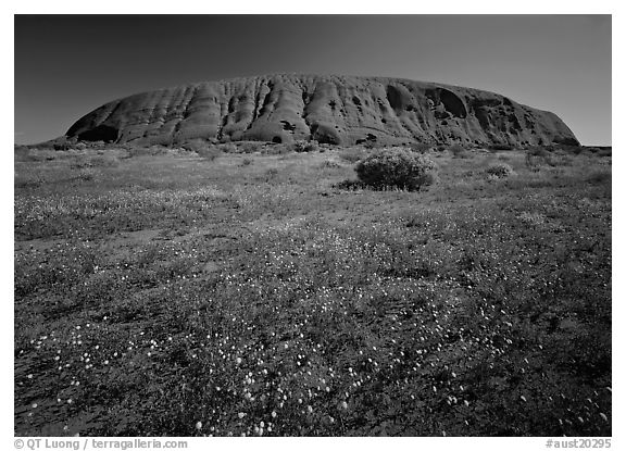 Flowers and Ayers Rock. Australia (black and white)