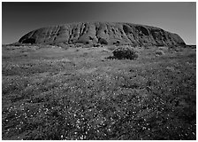 Flowers and Ayers Rock. Uluru-Kata Tjuta National Park, Northern Territories, Australia ( black and white)