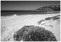 Beach north of the city. Sydney, New South Wales, Australia ( black and white)