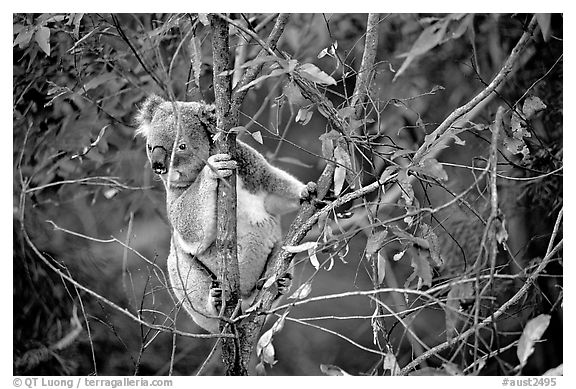 Koala in natural environment. Australia (black and white)