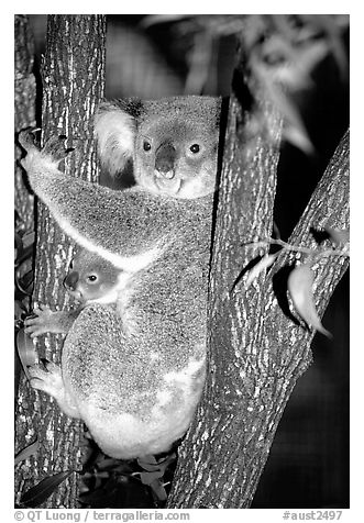 Koala with cub. Australia