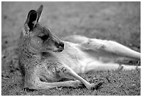 Kangaroo laying on its side. Australia (black and white)