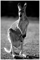 Female Kangaroo with joey in pocket. Australia (black and white)