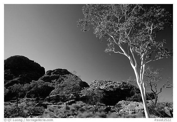 Gum tree in Kings Canyon, Watarrka National Park,. Northern Territories, Australia (black and white)