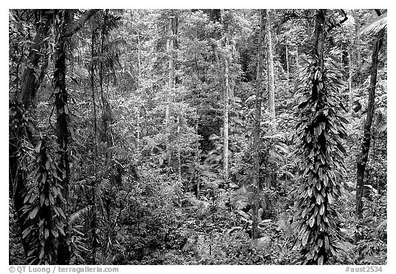 Rainforest, Cape Tribulation. Queensland, Australia