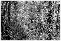 Rainforest, Cape Tribulation. Queensland, Australia ( black and white)