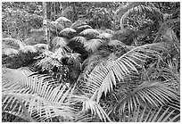 Ferns in Rainforest, Cape Tribulation. Queensland, Australia ( black and white)