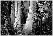 Trees in Rainforest, Cape Tribulation. Queensland, Australia (black and white)