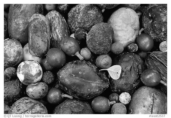 Rainforest fruits, Cape Tribulation. Queensland, Australia (black and white)