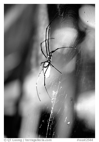 Giant spider (Golden Orb). Australia (black and white)