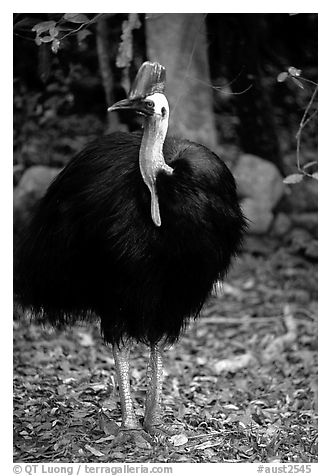 Cassowary rainforest bird. Australia (black and white)