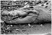 Crocodiles. Australia ( black and white)