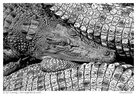 Crocodiles. Australia
