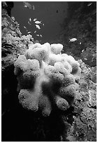 Underwater view of Coral and fish. The Great Barrier Reef, Queensland, Australia ( black and white)