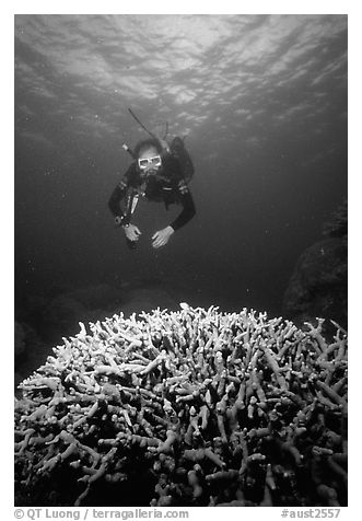 Scuba diver and coral. The Great Barrier Reef, Queensland, Australia (black and white)