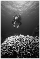 Scuba diver and coral. The Great Barrier Reef, Queensland, Australia (black and white)