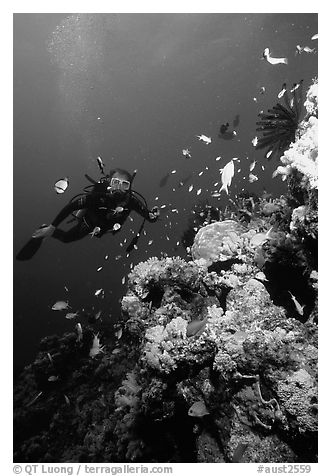 Black and White Picture/Photo: Scuba diver, coral, and fish. The Great ...
