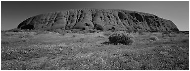 Ayers rock at noon. Uluru-Kata Tjuta National Park, Northern Territories, Australia (Panoramic black and white)