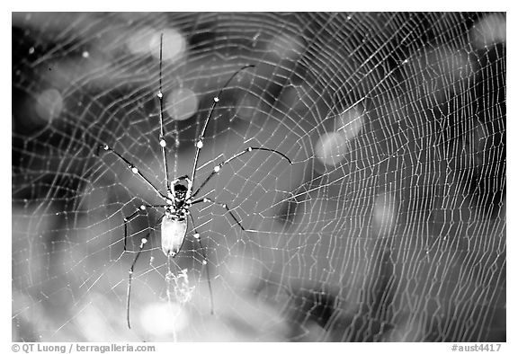 Golden Orb Spider and web. Australia (black and white)