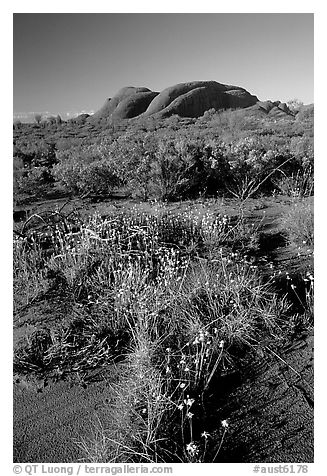 Olgas, late afternoon. Olgas, Uluru-Kata Tjuta National Park, Northern Territories, Australia (black and white)