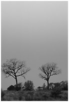 Trees at dawn. Northern Territories, Australia ( black and white)