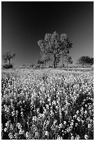 Wildflowers and trees. Northern Territories, Australia ( black and white)